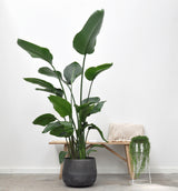 Strelitzia Nicolai - 200cm - ø27