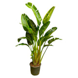 Strelitzia Augusta mehrstämmig