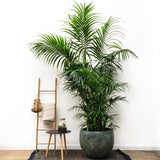 Kentia-Palme XXL – 260 cm – ø35