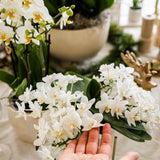 Orchidée Phalaenopsis blanche Botanic Nazaré
