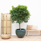 Schefflera auf Stamm – 225 cm – ø45