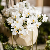Orchidée Phalaenopsis blanche Botanic Nazaré