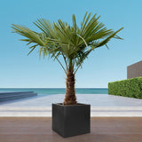 Trachycarpus – 235 cm – Ø45