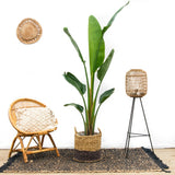 Strelitzia Augusta – 210 cm – ⌀30