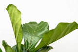Ficus Lyrata vertakt XL - 200cm - ø32