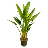 Strelitzia Augusta multistam XXL - 225 cm - ø40