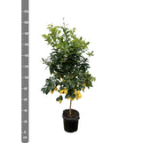 Citrus Lemon - 200cm - ø40
