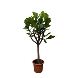 Ficus Lyrata Ausleger XXL - 210 cm - ø40