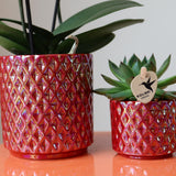 Orchidée Congo rouge avec cache-pot Pearl rouge - Phalaenopsis - pot Ø9 cm