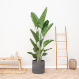 Strelitzia Augusta multistam XXL - 225 cm - ø40