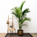 Kentiapalm - 230 cm - ø38