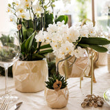 Orchidée Phalaenopsis blanche Botanic Nazaré