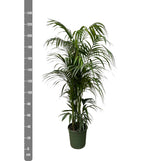 Kentiapalm - 230 cm - ø38