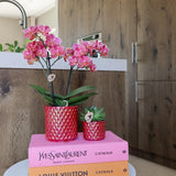 Orchidée Congo rouge avec cache-pot Pearl rouge - Phalaenopsis - pot Ø9 cm