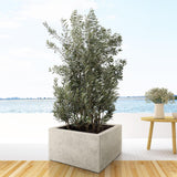 Olea Europaea strikt – 225 cm – Ø50