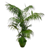 Kentia-Palme XXL – 260 cm – ø35