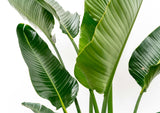 Strelitzia Augusta multistam XXL - 225 cm - ø40