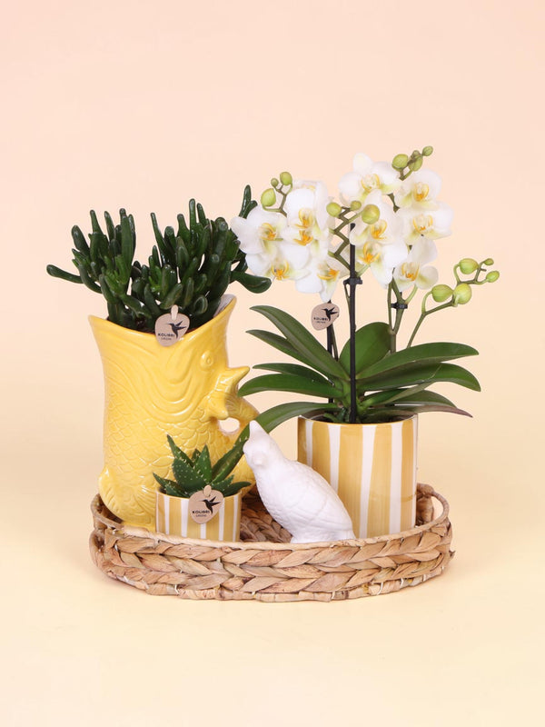 Kolibri-bedrijf | Cadeauset Mediterrane Zonsondergang | Plantenset met witte Phalaenopsis Orchidee Lausanne en Vetplanten incl. aardewerk keramiek