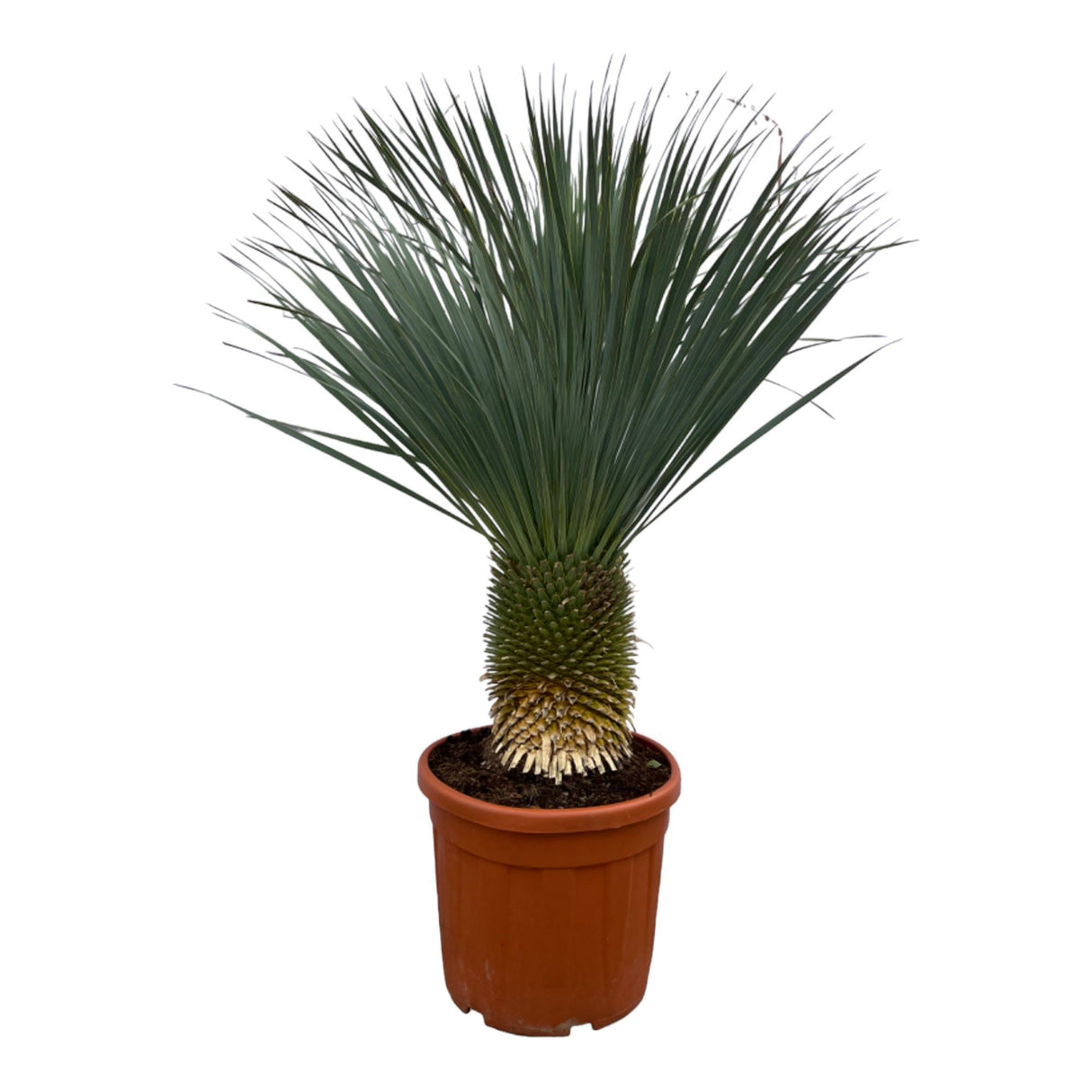 Yucca Rostrata – 160 cm – Ø50 cm