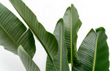 Strelitzia Augusta mehrstämmig