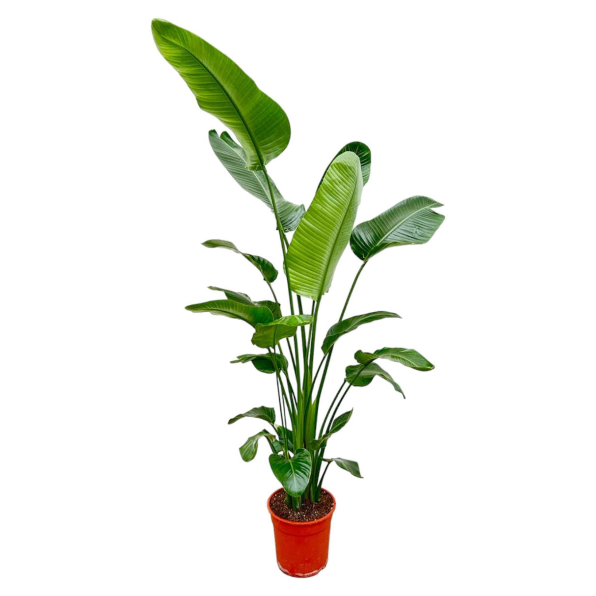 Strelitzia Nicolai - 200cm - ø27