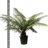 Livraison plante Dicksonia Antarctica - Fougère arborescente