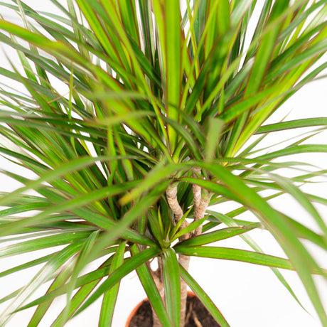 Livraison plante - Dracaena et son panier naturel - h120cm, Ø21cm - très grande plante d'intérieur