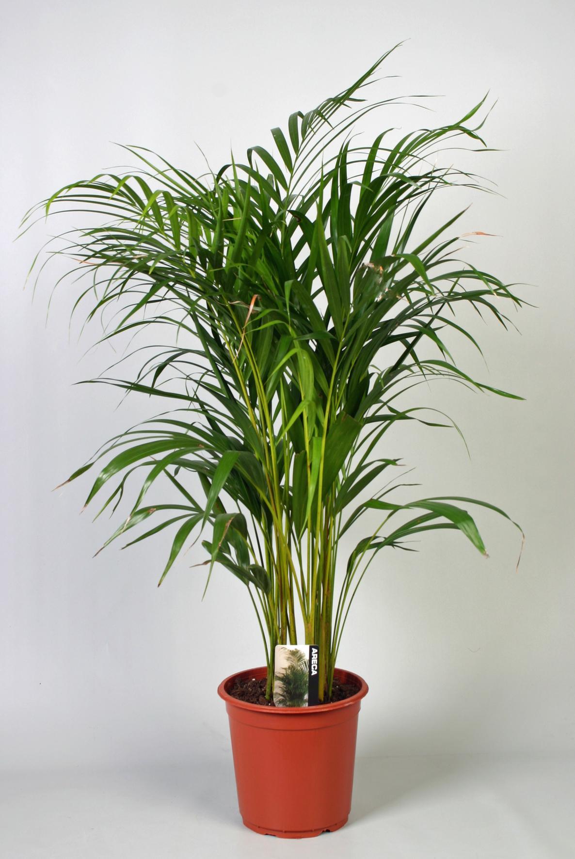 Livraison plante Dypsis Lutescens (Areca)