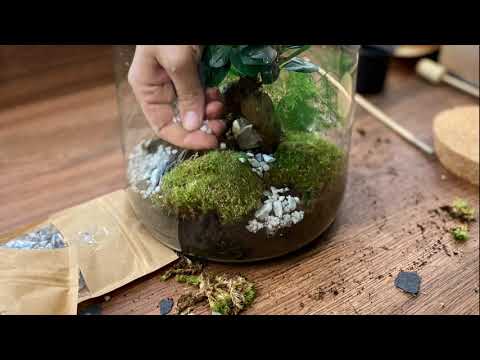 elaborer un terrarium par etape