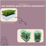 Set van 6 blauwe rozemarijn officinalis, inclusief dienblad